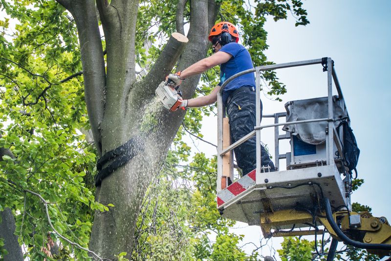 Baumrückschnitt mit Hubsteiger - Kollegen beobachten den Holzfäller