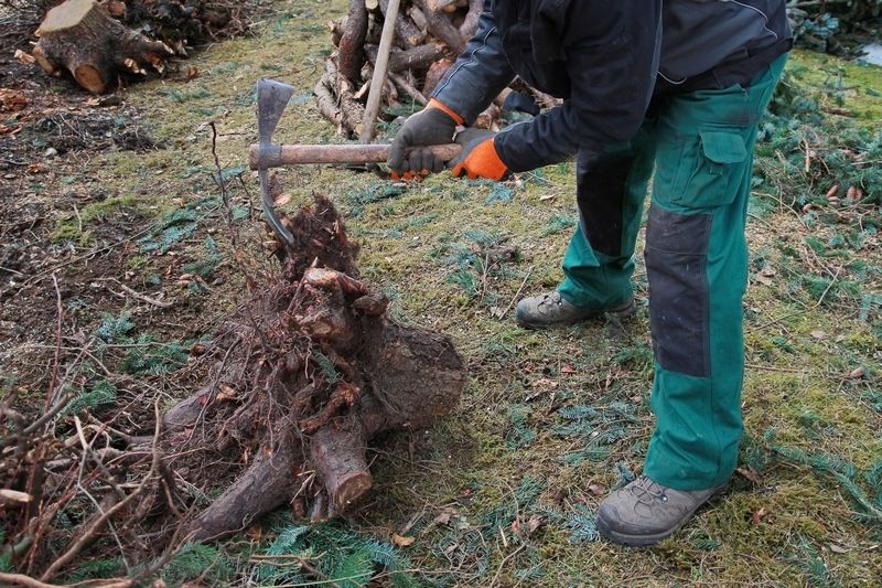 Baumfällarbeiten - Wurzelstock entfernen und säubern